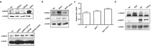 Figure 2. Med1 protein and mRNA expression through BAP1 overexpression.
