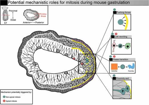 Figure 4. Potential mechanistic roles for mitosis during mouse gastrulation. Representation of a transverse section from a E7 mouse embryo. Squares on the right illustrate potential mechanistic roles for mitosis. Increased mitotic index (red and blue dots) could facilitate nascent mesoderm cell exit. Mitosis could benefit gastrulation by supporting shape and fate transition via mitotic cell rewriting. Forces generated by mitotic cells, as well as the remodelling of cell-cell adhesions, could also favour tissue phase transition. Entering mitosis in basal position (blue dots) could favor basement membrane breakage, and the generation of daughter cells close to the exit could facilitate delamination