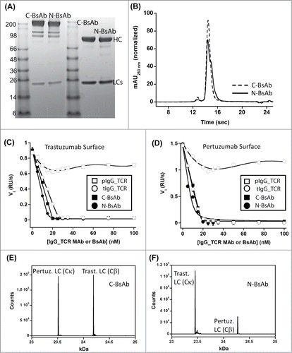 Figure 5. Biophysical characterization of HER2×HER2 IgG-Fab BsAbs produced using IgG_TCR modalities to direct LC assembly. Panels A and B are non-reduced (left) and reduced (right) SDS-PAGE analysis and analytical SEC, respectively, of C-BsAb and N-BsAbs. Panels E and F are an evaluation of the HER-2 binding properties of trastuzumab IgG_TCR, pertuzumab IgG_TCR, C-BsAb, and N-BsAb by analyzing their ability to block 40 nM HER-2 from binding surfaces labeled with IgG1 trastuzumab (C) or pertuzumab (D). Panels E and F are intact mass spectrometry analyses of C-BsAb and N-BsAb, respectively under reducing conditions. The N-BsAb contained the VL_Y36F mutation and VL_Q38D/VH_Q39K to reduce the affinity of the trastuzumab LC for the pertuzumab Fd containing Cα/Cβ. The spectra show the levels of LC within the IgG-Fab BsAbs. The HC was heavily N- and O-glycosylated; therefore, non-reduced spectra were complex.