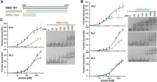 Figure 4. RBS1 constructs carrying deletions of the N-terminal or C-terminal residues exhibit different RNA-binding capacity. (A) Schematic representing different versions of His-RBS1 protein used in gel-shift analysis. (B) Graph representing the adjusted curves obtained from the quantification (mean ± SD) of three independent gel-shift assays using H12, SL1, or SL2 probes incubated with increasing amounts of RBS1-WT (black line) or RBS1ΔPNSSVWVR (green line) proteins. Representative examples of the gel-shift assays conducted with labelled H12, SL1, or SL2 with RBS1ΔPNSSVWVR probes (right panel). (C) Graph representing the adjusted curves obtained from the quantification (mean ± SD) of independent assays using H12 or SL1 probes incubated with increasing amounts of RBS1-WT (black line) or RBS11326 (brown line) proteins. Representative examples of the gel-shift assays conducted with labelled H12 or SL1 probes with RBS11326 (right panel).