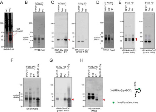 Figure 3. Endogenous tiRNA pulldown using gel-purified tiRNA fraction. (A) tiRNA fraction was gel-excised and purified from total RNA derived from angiogenin (ANG)-treated U2OS cells. (B–C) Pulldown of 5ʹ-tiRNA-Gly-GCC (5ʹ-Gly). (B) SYBR Gold staining and (C) Northern blotting for 5ʹ-tiRNA-Gly-GCC and 5ʹ-tiRNA-iMet-CAT. Red arrowhead indicates purified 5ʹ-Gly. (D–E) Pulldown of 5ʹ-tiRNA-Ala-AGC (5ʹ-Ala). (D) SYBR Gold staining and (E) Northern blotting for 5ʹ-tiRNA-Ala-AGC and 5ʹ-tiRNA-iMet-CAT. Red arrowheads indicate purified 5ʹ-Ala. (F–H) Purified endogenous tiRNA has post-transcriptional modification. Endogeno3 USDʹ-tiRNA-Gly-GCC (3ʹ-Gly) was pulled down and compared with synthetic 3ʹ-Gly (Synth. 3ʹ-Gly). (F) SYBR Gold staining, (G) Northern blotting for 3ʹ-tiRNA-Gly-GCC and (H) Immuno-Northern Blotting (INB) for 1-methyladenosine (m1A) modification. Red arrowhead indicates the band for 3ʹ-Gly. The position of m1A in 3ʹ-Gly is indicated as green circle. Sup: supernatant fraction, PD: pulldown fraction, Synth: synthetic.