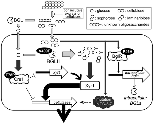 Fig. 11. The schematic representation of the model of enhanced cellulase production responsive to cellobiose in T. reesei PC‐3‐7.