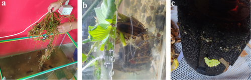Figure 1. Acclimatization of Lethocerus indicus in the aquarium with the associated plants. The photo of a) L. indicus insects along with b) giant Zizania (Wild rice) grass and Pontederia crassipes (water hyacinth) aquatic plants inside the aquarium c) photo of L. indicus eggs laid inside the aquarium.
