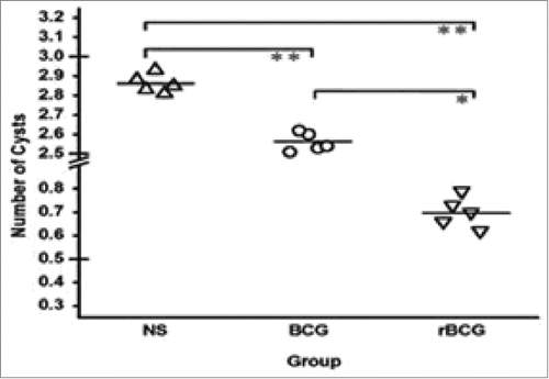 Figure 6. Immune protection of rBCG-EgG1Y162 vaccine against Eg in vivo. Each mouse was immunized with the rBCG-EgG1Y162 or BCG once every 2 weeks, a total of 3 times, respectively. Then challenged with 3000 viable protoscoleces intraperitoneally after the last immunization. The controls groups were immunized with normal saline. The average number of visible cysts decreased in the experimental group (0.7 per mouse), compared to the number in the BCG and normal saline group (control group) (2.86 per mouse).Values are the mean number of cysts ± SEM from 10 mice. *P < 0.05, **P < 0.01 compared to the mean value of each group.