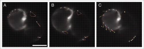 Figure 6 Multi time-scale imaging allows separate analysis of cell motion as a result of cardiac function or morphogenesis. Tracked cardiomyocytes of data presented in Figure 5 over the course of one cardiac heartbeat cycle at (A) 70 hpf and (B) 73 hpf. (C) Computationally heartbeat stopped heart development between 70 and 73 hpf. Although cell motion can be due to a combination of long-term changes in heart morphology (such as growth) they can also reveal changes in the timing at which the atrium and ventricle motion are synchronized. Availability of the complete set of cardiac function images at each developmental stage allows to specifically synchronize on one particular hear feature (such as the atrium or the ventricle). High temporal-resolution movies corresponding to (A) (Movie 4), (B) (Movie 5) and (C) (Movie 6) are available as supplements. Scale bar is 80 µm.