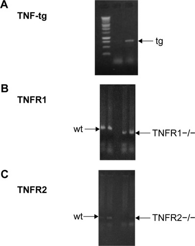 Figure 1 Generation of TNF-tg × TNFR1−/−, TNF-tg × TNFR2−/−.