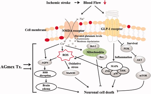 Figure 8. Schematic view of the suggested cerebral damage pathways and the neuroprotective mechanism of AGmex. AGmex ameliorated mitochondrial function and MAPK signalling pathways in the neurons exposed to ischaemia, and the neuroprotective effects of AGmex were found to mainly involve anti-edoema and anti-apoptotic pathways.