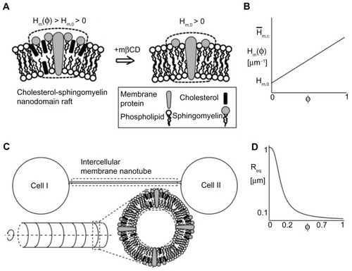 Figure 7 Schematic diagram for the possible model explaining the effects of cholesterol depletion on the intercellular membrane nanotube geometry. A cholesterol-sphingomyelin membrane nanodomain is assumed to have a positive spontaneous curvature, which is reduced following cholesterol depletion (A). A linear relationship is assumed between the spontaneous curvature of the nanodomain and its cholesterol content (B). The same relationship is assumed for the spontaneous membrane curvature deviator. The intercellular membrane nanotube is modeled as an axisymmetric tubular structure, which is composed of cholesterol-sphingomyelin membrane nanodomain of positive spontaneous curvature (C). The equilibrium radius is obtained by the employed linear stability analysis and plotted as a function of cholesterol content (D). Note that cholesterol depletion (φ = 0) favors larger intercellular membrane nanotube radii. The parameter values used are as follows: spontaneous mean (H̄m,0) and deviatoric (D̄m,0) curvature of the cholesterol-free nanodomain = 1 μm−1, spontaneous mean (Hm,c) and deviatoric (Dm,c) curvature of the nanodomain = 25 μm−1, σ = 0.001 g s−2, and membrane bending rigidity κ = 500 kBT, where kB is the Boltzmann constant and T is temperature.Abbreviations: φ, cholesterol content; Hm(φ), spontaneous mean curvature of the nanodomain; Hm,0, spontaneous mean curvature of the cholesterol-free nanodomain; mβCD, methyl-β-cyclodextrin; Req, equilibrium radius.