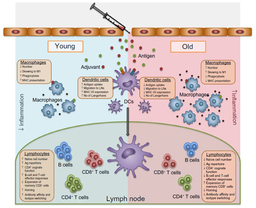 Figure 1 All elements of the immune response necessary to mount a response to vaccination.