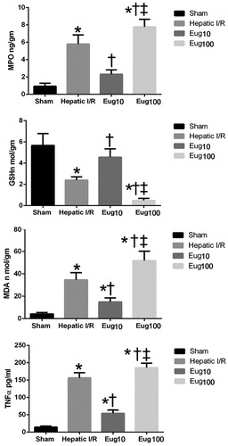 Figure 1. Effect of eugenol (10 or 100 mg/kg/day) for 15 days on (a) MPO, (b) GSH, (c) MDA levels in liver, or on (d) serum TNFα levels after I/R regimen. Data shown are mean (±SEM) of six rats/group. *p < 0.05 versus sham; † p < 0.05 versus I/R. ‡ p < 0.05 versus Eug10.
