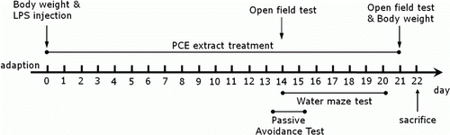 Figure 1.  Experimental schedule of lesion generation, PCE administration, and behavioral tests in rats. PCE, Phellodendri Cortex; LPS, lipopolysaccharide.