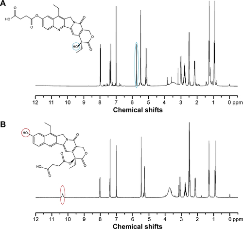 Figure S2 1H NMR spectra of (A) succinyl-(C10-OH)SN38 and (B) succinyl-(C20-OH)SN38.Notes: For succinyl-(C10-OH)SN38 (A), the absorption peak of C10-OH disappeared (10.33 ppm) due to the esterification of succinic acid with the phenolic hydroxyl group (C10-OH) of SN38. The chemical shift of C20-OH was 5.75 ppm (marked with the blue circle). In the case of succinyl-(C20-OH)SN38, the chemical shift of C10-OH can be seen at 10.33 ppm (marked with the red circle in B). The disappearance of the absorption peak of C20-OH, indicating that the succinyl-linker was conjugated to SN38 at C20-OH.Abbreviations: NMR, nuclear magnetic resonance; SN38, 7-Ethyl-10-hydroxycamptothecin.