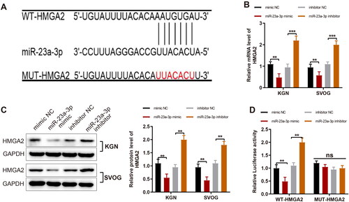 Figure 4. MiR-23a-3p targets and negatively mediates HMGA2 in GCs. Notes: (A) The biological online software Starbase to predict the binding site between miR-23a-3p and HMGA2 and the designed mutation site of HMGA2; (B and C) RT-qPCR and western blotting to detect expression of HMGA2 after the overexpression and inhibition of miR-23a-3p; (D) Dual-luciferase reporter gene assay to detect luciferase activity. Data were presented as mean ± standard deviation. ns, no significance, **p < 0.01, ***p < 0.001. miR, microRNA; HMGA2, high-mobility group at hook 2; GC, granular cells; NC, negative control; RT-qPCR, reverse transcription-quantitative polymerase chain reaction; mRNA, message RNA; WT, wild type; MUT, mutation.