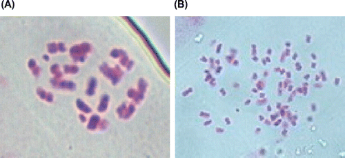 Figure 1 (Colour online) Chromosome level of diploid accessions (A) 1 and (B) 5 of T. kirilowii.