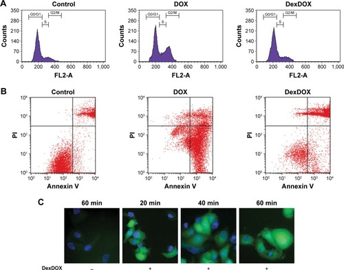 Figure 4 DexDOX-induced apoptosis independent of the cell cycle interruption.