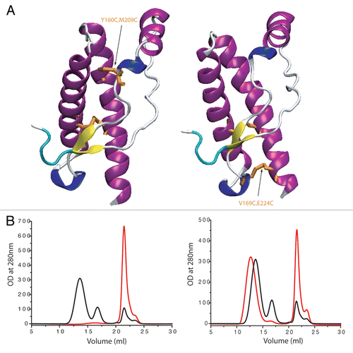 Figure 2 Effect of structural constraint on ovine PrP by additional disulfide bridge on oligomerization process (after heating for 90 min 80 µM of protein at 50°C). (A) Localization of the SS bounds on PrP structure. Left: Y160C M209C, right: V169C E224C (sheep numbering). (B) Their effect on the oligomerization process (black curves: wild-type ovine PrP (ARQ sheep variant); red curves: Y160C M209C and V169C E224C).
