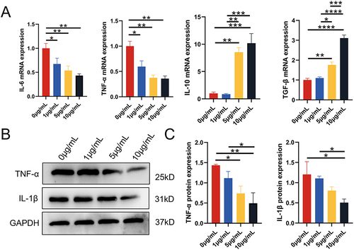 Figure 4 The effect of DPSC-EXO on the inflammation of PDLSCs induced by LPS. (A) qRT‒PCR showed that under exosome coculture conditions, the gene expression of IL-6 and TNF-α was significantly downregulated, while the gene expression of IL-10 and TGF-β was significantly upregulated in a concentration-dependent manner. (B) Western blot analysis showed that the expression of IL-1β and TNF-α was obviously downregulated by DPSC-EXO treatment. (C) Quantitative analysis of protein expression showed that the expression levels of IL-1β and TNF-α were obviously downregulated by DPSC-EXO treatment. (*p<0.05, **p<0.01, ***p<0.001, ****p<0.0001, n=3).