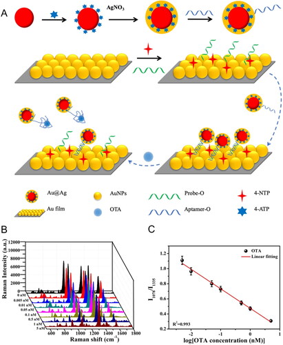 Figure 15. Schematic representation of fabrication and the working mode of Au Film − Au@Ag core − sell NP structured SERS aptasensor for OTA detection at (a). SERS spectra at different concentrations of OTA in (b) and the linear relationship between the Raman intensity ratio and the logarithmic OTA concentration in (c). Reprinted with permission from Jing et al. (Citation2020). Copyright 2020 American Chemical Society.