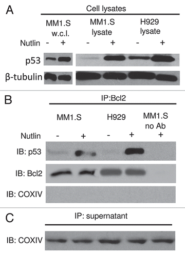 Figure 7 Role of the p53-Bcl2 interaction in nutlin-induced apoptosis. (A) Nutlin-induced p53 binding to mitochondrial Bcl2 protein. MM1.S and H929 cells were treated with 5 µM nutlin or DMSO control for 6 hrs. After which CHAPS lysates together with MM1.S whole cell lysates (w.c.l.) were prepared and analyzed directly or (B) following immunoprecipitation with anti-Bcl2 antibody. Nutlin-induced upregulation of p53 was shown in MM1.S whole cell lysates as well as CHAPS lysates of both MM1.S and H929 cells. Similar to this observation, p53 protein expression precipitated by Bcl2 in the cytosolic extracts of MM1.S and H929 cells was also increased after treatment with nutlin. (C) Immunoprecipitation supernatants were analyzed for COXIV to document equal inputs.