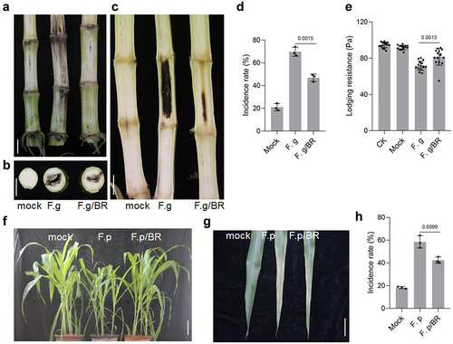 Figure 5. BR improved the resistance of maize. A-C, Phenotype of maize stalk under the indicated treatment(B, transaction; C, longitudinal section). Phenotype of maize seedling(f) and leaf(g) under the indicated treatment. Scale bars, 1 cm. The incidence rate(d,h) and lodging resistance(e), Data were analyzed from 15 seeds for each genotype from 3 experiments. Data represent mean ± s.d. of three biological repeats. Statistical significance was determined by two-sided Student’s t-test (D, E, H); NS, not significant; P values are indicated. CK: 0 mg/L eBL; BR:1 mg/L eBL.