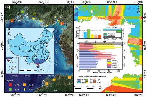 Figure 1. The study area: (a) locations of unmanned aerial vehicle (UAV) sampling areas and mangrove reserves; (b) the number of optical images from Landsat 5/7/8, Sentinel-2, and UAV sensors from 1986 to 2021, and the frequency of observations with good quality pixels.