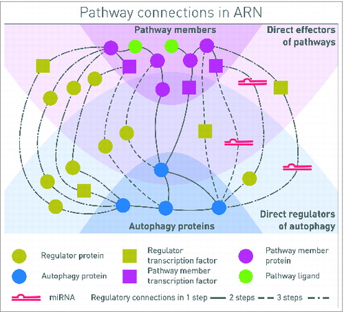 Figure 1. Connections between autophagy components and signaling proteins in one, 2 or 3 steps. One-step connections are direct protein-protein interactions (PPIs), or a pathway member TF regulates the transcription of an autophagy protein. Two-step connections also can include PPIs and TF-gene interactions, but TF-miRNA-mRNA interactions as well. Three-step interactions are combinations of all these types of interactions, involving 4 molecular species. In this representation, signal is coming from the signaling pathway receptors binding ligands, toward the proteins executing autophagy. By analyzing the whole network, feedback circuits and network motifs can be identified along the paths.