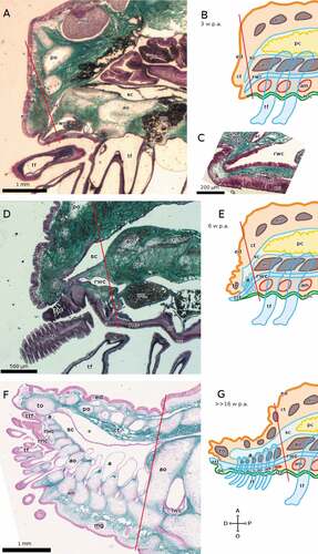 Figure 4. Sagittal sections of arms of E. sepositus during regeneration. The distal end of the regenerate is on the left in all cases. (A-C) 3 weeks p.a. ((B) schematic drawing, (C) detail). (D, E) 6 weeks p.a. ((E) schematic drawing). (F, G) >>16 weeks p.a. ((G) schematic drawing). The * in F marks an artifact: the coelothelium detached from the overlying tissue during preparation, which does not correspond to any anatomical feature in the living animal. Staining of A, C, D and F: Milligan trichrome technique. Abbreviations: A, aboral side; a, ampulla; am, ambulacral muscle; ao, ambulacral ossicle; ct, connective tissue; D, distal side; ed, epidermis; lwc, lateral water canal; mg, mucous gland; nc, cellular component of the RNC; nf, fibrous component of the RNC; O, oral side; oc, optic cushion; P, proximal side; pc, pyloric caeca; po, parietal ossicle; rnc, radial nerve cord; rwc, radial water canal; sc, somatocoel; tf, tube foot; to, terminal ossicle; ttf, terminal tube foot. Red lines mark the planes of amputation. B, C, E and G made with GIMP.