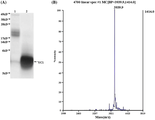 Figure 4. Identification of rYC1. (A) The results of the glycine-SDS-PAGE analysis. Lane 1, protein from eluent marked with asterisk in Figure 3; lane 2, the protein after the ultrafiltration purification of eluent marked with asterisk (Figure 3). (B) Mass spectra of the rYC1. The calculated theoretical molecular weight of rYC1 was 3,937.7 Da, and the measured molecular weight was 3,939.9 Da,