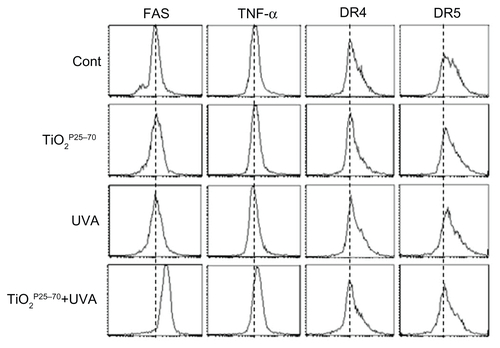 Figure S2 Representative FACS plots for measurement of cell death receptor expression levels. FACS analysis reveals upregulation of Fas expression in Chang cells treated with TiO2P25–70 in combination with ultraviolet A irradiation, while single treatment with either TiO2P25–70 or ultraviolet A did not upregulate the level of Fas expression. Expression levels of other death receptors, ie, TNF, DR4, and DR5, were not altered in Chang cells by combined treatment with TiO2P25–70 and ultraviolet A irradiation.Abbreviations: TNF, tumor necrosis factor; DR, death receptor; UVA, ultraviolet A.