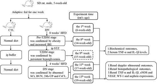 Figure 1 Establishment of an HFD/STZ-induced DN rat model.