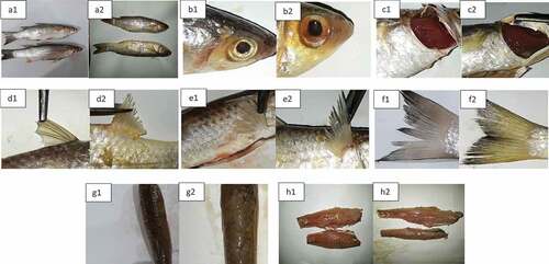 Figure 1. Each quality attributes evaluated with QIM scheme for greenback grey mullet (Chelon subviridis) stored on refrigerator over each day analyzed against storage days (1st and 16th day, respectively); A1-A2: overall appearance in 1st and 16th day, respectively; B1-B2: eye in 1st and 16th day, respectively; C1-C2: gill in 1st and 16th day, respectively; D1-D2: fins in 1st and 16th day, respectively; E1-E2: fins in 1st and 16th day, respectively; F1-F2: caudal fin in 1st and 16th day, respectively; G1-G2: dorsal in 1st and 16th day, respectively; H1-H2: flesh in 1st and 16th day, respectively