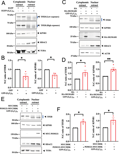 Figure 6. Nuclear to cytosolic ratio (N:C) of TFEB and KPNB1/importinβ1 was decreased by (G4C2)31-RNA repeats while the overexpression of SIGMAR1/Sigma-1 receptor or POM121 rescued the N:C ratio deficit of TFEB and KPNB1/importinβ1 caused by the RNA repeats. (A) Overexpression of EGFP-(G4C2)31 in NSC-34 cells decreased the N:C ratio of TFEB and KPNB1. Note: Three repetitions of Figure 6A, are detailed (Fig. S4). (B) Quantitative data from (A) are means ± SEM; N = 3; two-tailed unpaired Student<apos;>s t test, p = 0.0474 (TFEB) and p = 0.0307 (KPNB1), *p < 0.05. (C) Overexpression of HA-SIGMAR1 rescued the N:C ratio deficit of TFEB and KPNB1 caused by the EGFP-(G4C2)31. Note: Four repetitions of Figure 6C are shown (Fig. S5). (D) Quantitative data from (C) are means ± SEM; N = 4; two-tailed unpaired Student<apos;>s t test, p = 0.0259 (TFEB) and p = 0.0032 (KPNB1), *p < 0.05, **p < 0.01. (E) POM121-MYC/DDK overexpression rescued the N:C ratio deficit of TFEB and KPNB1 imposed by and EGFP-(G4C2)31. Note: Three repetitions of Figure 6E are shown (Fig. S6). (F) Quantitative data from (E) are means ± SEM; N = 3; two-tailed unpaired Student<apos;>s t test, p = 0.0107 (TFEB) and p = 0.0313 (KPNB1), *p < 0.05. Note: The subcellular fraction was conducted by using HDAC2 as nuclear fraction marker and TUBA/α-tubulin or ACTB/β-Actin as cytoplasmic fraction marker throughout the experiments.