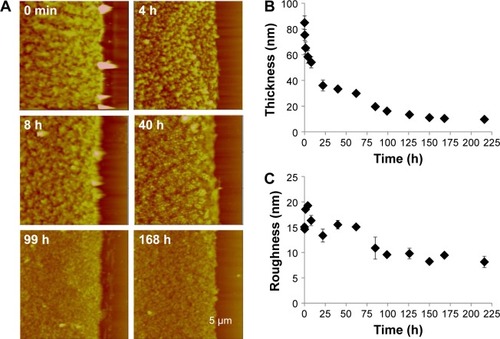 Figure 6 (A) Time-lapse AFM height images of LbL film 1 being degraded by 10 mM DTT. Scan size =15 μm; Z range =250 nm. (B) Film thickness variation with degradation time. (C) RMS roughness variation with degradation time. All data are based on AFM images captured in air by taking the film periodically out of the DTT solution and drying before imaging.Abbreviations: AFM, atomic force microscopy; LbL, layer-by-layer; DTT, dithiothreitol; RMS, root mean square.