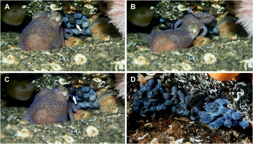 Figure 6. Spawning behaviour in sepiolids, here displayed by an individual of Rossia macrosoma. A–C, Spawning sequence. A, Female resting in front of an older egg batch after attaching one of her eggs to the old batch (marked with an arrow). B, The female displays her spawning behaviour by clinging to the substrate and spawning another egg. C, After successfully deploying one egg (marked with an arrow), the female rests for a moment then continues spawning individual eggs as shown above. D, Batch of freshly spawned eggs attached to a batch of older eggs, with some already hatched. Credits: A–D, Photos taken by Mark Skea and reprinted from Drerup et al. (Citation2021) (CC BY).