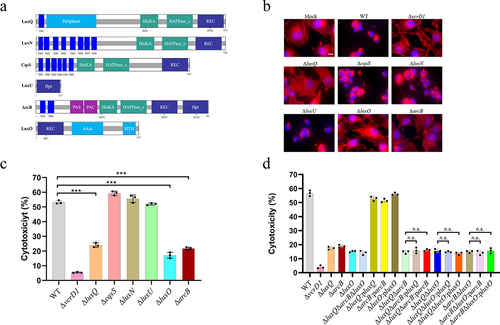 Figure 1. ArcB functions in the same pathway with LuxQ and LuxO to regulate V. parahaemolyticus cytotoxicity. (a) schematic diagram of V. parahaemolyticus LuxQ, LuxN, CqsS, LuxO and ArcB. LuxQ includes a predicted transmembrane (TM) (12–23), a periplasm (40–277), a His kinase a (HisKA) (481–546), a histidine kinase-like ATPases (HATPase_c) (593–710), and a receiver (REC) (734–846) domain. LuxN includes eight predicted domains including a TM (15–273), a HisKA (461–530), a HATPase_c (574–683), and a REC (720–830). LuxN includes eight predicted domains including TM (15–273), a HisKA (461–530), a HATPase_c (574–683), and a REC (720–830). CqsS includes six predicted domains including a TM (13–168), a HisKA (180–260), a HATPase_c (306–414), and a REC (564–678) domains. LuxU includes a single histidine phosphotransfer (Hpt) (673–779) domain. LuxO includes REC (1–108), and AAA – ATPases (153–296) domains. ArcB includes two predicted TMs (20–77), a per-arnt-sim (PAS) (155–221), a Motif C-terminal to PAS motifs (PAC) (227–269), a HisKA (282–347), a HATPase_c (394–510), a REC (527–638) and a Hpt (673–779) domain. (b) HeLa cells infected with different strains under aerobic conditions before infection. Uninfected cells were used as a negative control. Cells were visualized under a fluorescence microscope using rhodamine phalloidin to stain actin (red) and DAPI to stain nuclei (blue). Scale bar is 20 μm. The data are representative of three independent experiments. (c, d) LDH assay results (% cytotoxicity) for HeLa cells infected with different strains, including WT strain, indicated mutant strains, and complementation strains. The pBBR1MCS–1 plasmid was used for all complemented strains. All strains were incubated under aerobic conditions before infection. The data are the means ± SD from a representative experiment repeated in triplicate. Statistical significance was calculated using one-way ANOVA analysis. *** indicate significance compared to WT (P < .0005); n.S. indicate not statistically significant for complementation strains compared to double-deletion strains.