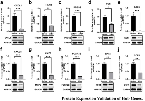 Figure 6 Western blot was used to detect the protein expression level of the 10 hub genes CXCL1 (a), TREM1 (b), PTGS2 (c), FOS(d), EGR1 (e), CXCL8 (f), MMP9 (g), PCGR3B (h), FPR1 (i), CCR1 (j) in the Hashimoto’s basic treatment group (Before group) versus Hashimoto’s basic treatment combined with vitamin D2 treatment group (After group). *p < 0.05, **p < 0.01, ***p < 0.001.