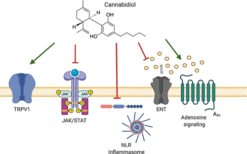 Figure 2 Molecular and signaling pathway targets of CBD. The underlying anti-inflammatory properties of CBD may be attributed to agonism of transient receptor potential vanilloid 1 (TRPV1), inhibition of Janus kinase/signal transducers and activators of transcription (JAK/STAT) and signaling, inhibition of the nucleotide-binding oligomerization domain-like receptors (NLR) inflammasome complex activation, inhibition of adenosine uptake by the equilibrative nucleoside transporter (ENT), and promotion of adenosine signaling by the adenosine receptor (A2A). Created with BioRender.com.