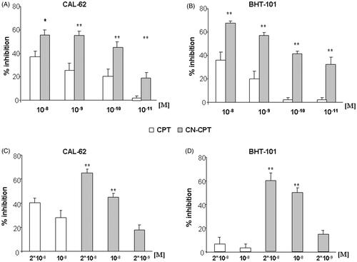 Figure 4. Effect of CPT and CN-CPT on cells adhesion and cell migration of CAL-62 and BHT-101 cell lines. (A,B) HUVEC were treated or not treated with CPT or CN-CPT for 24 h, washed and used in the adhesion assay with untreated CAL-62 (A) and BHT-101 (B) cells (1 × 105/well). The data are presented as percentage of inhibition of the adhesion of treated cells compared to control (untreated cells). Each experiment was performed in triplicate. Data shown are means ± SEM (n = 5). *p < 0.05; **p < 0.01 significantly different from the same concentration of CPT. (C,D) In the Boyden chamber assay, CAL-62 (C) and BHT-101 (D) cells were plated onto the apical side of Matrigel-coated filters in the presence and absence of either CPT or CN-CPT, and FCS 20% was loaded in the basolateral chamber as a chemotactic stimulus. Data are expressed as mean ± SEM (n = 5) of the percentage of inhibition versus control migration **p < 0.01 significantly different from the same concentrations of CPT.