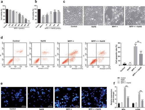 Figure 1. H2S protected SH-SY5Y cells from MPP~+ damages. (a). SH-SY5Y cell viability treated with different concentrations of MPP~+ detected by MTT assay; (b). SH-SY5Y cell viability treated with different concentrations of MPP~+ + NaHS detected by MTT assay; (c). SH-SY5Y morphology observed under an optical microscope: SH-SY5Y cells had neural retraction and membrane blistering; NaHS could reduce the cell morphological changes, while NaHS treatment alone did not change the cell morphology; (d). cell apoptosis detected by flow cytometry; (e). cell apoptosis detected by Hoechst 33342 staining; (f). MDA and 4-HNE levels detected by ELISA. ***p < 0.001 vs. the control group; #p < 0.05, ###p < 0.001 vs. the MPP~+ group. Data in panels (a), (b), and (d) were analyzed by one-way ANOVA and data in panel (f) were analyzed by two-way ANOVA, followed by Tukey’s multiple comparisons test for post hoc test. Repetitions = 3.