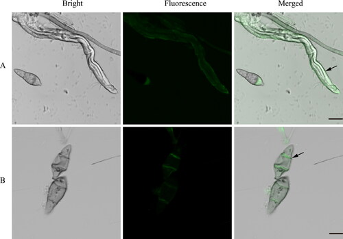 Figure 5. Fluorescence assays detecting the localization of AMEP412 on M. oryzae hyphae and conidia. Localization on hyphae (A); localization on spore (B). Scale bar = 10 μm.