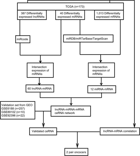 Figure 1 Flowchart of construction and validation of ceRNA network.Notes: Profiles of GSE6188, GSE89102, and GSE92396 downloaded from GEO.Abbreviations: GEO, Gene Expression Omnibus; TCGA, the Cancer Genome Atlas.