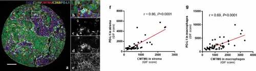 Figure 3. Expression of CMTM6 and PD-L1 in melanoma. Representative image of melanoma tissue expressing CD68 (c), PD-L1 (d), and CMTM6 (e) individually and overlapping (a, b) (scale bar = 100 µm). Correlation between CMTM6 and PD-L1 expression in stromal (f) and macrophage (g) compartments. r = Pearson’s correlation coefficient; DAPI, 4ʹ6-diamino-2-phenylindole; TUM (tumor cells = HMB45+ and S100+)