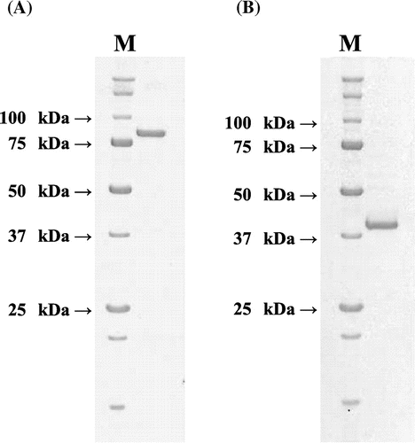 Fig. 2. SDS-PAGE analysis of the purified (A) N-Ac-(R)-β-Phe acylase and (B) N-Ac-(S)-β-Phe acylase.