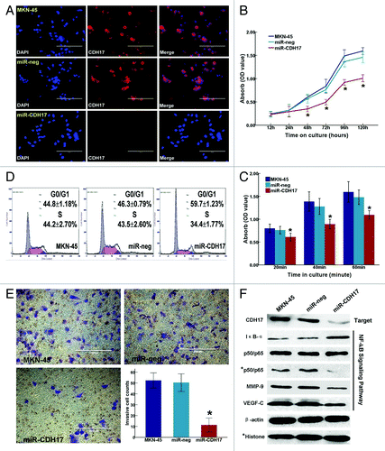 Figure 2. Inhibition of CDH17 repressed the malignant potency of MKN-45 cells and alleviated the activation of NFκB signaling pathway. (A) Immunofluorescence staining demonstrated that CDH17 was significantly downregulated in miR-CDH17 cells, compared with the high expression in both MKN-45 and miR-neg cells (100μm). (B) Proliferation assay. (C) Adhesion assay. (D) Cell cycle analysis. (E) Invasion assay (100μm). (F) In western blot analysis, there was less expression of CDH17, nuclear p65, MMP-9 and VEGF-C, but more expression of IκB-α in miR-CDH17 group. There was no difference in total p65 among each group.