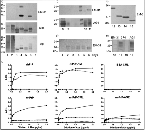 FIGURE 1. Characterization of MAb EM-31 binding to glycated prion proteins by Western blot and ELISA. (a) Three identical blots developed with EM-31, control prion antibody 6H4, or stained for proteins with colloidal silver (Ag). Lines: 1, normal mouse brain homogenate (mBh); 2, normal human brain homogenate (hBh); 3, recombinant mouse PrP (rmPrP); 4, glycated rmPrP (rmPrP-CML); 5, recombinant human PrP (rhPrP); 6, glycated rhPrP (rhPrP-CML); 7, glycated BSA (BSA-CML). EM-31 reacts only with glycated rPrPs. (b) Two identical blots developed with MAb EM-31 and control prion MAb AG4. Lines: 8, reduced rmPrP-CML; 9, reduced rmPrP-AGE (glycated by incubation with ribose); 10, nonreduced rmPrP after incubation with ribose in Tris buffer (glycation inhibited); 11, glycated nonreduced rmPrP after incubation with ribose in phosphate buffer. Reactivity of EM-31 with rmPrP-CML and rmPrP-AGE is lost after reduction of samples with dithiothreitol. (c) EM-31 reacts with C-terminal fragments of rhPrP-CML molecule: 23–231 (lane 12), 81–231 (lane 13), 90–231 (lane 14), and 121–231 (lane 15). (d) Time course of rmPrP modification by incubation with 1 M D-ribose detected by EM-31. (e) EM-31 has only a weak affinity to PrP in glycated human brain homogenate (hBh-CML) (lane 16). MAb 3F4 is used as a control of glycation. It binds to PrP in nonglycated hBh (lane 17), but not in hBh-CML (lane 18). MAb AG4 is a glycation insensitive control detecting PrP in hBh-CML (lane 19). (f) Demonstration of the specificity of EM-31 for glycated prion protein by ELISA. Wells of the plate were coated by rhPrP, rmPrP, rhPrP-CML, rmPrP-CML, rmPrP-AGE, or BSA-CML and developed with increasing concentrations of MAbs: EM-31 (rectangles, dotted line), glycation-sensitive 3F4 (triangles, dashed line), and glycation-insensitive AG4 (circles, full line). Labeling in rmPrP-AGE figure is AG4 (circles, full line), 3F4 (inverted triangles, dashed line), and two batches of EM-31 (rectangles, dashed and dotted line, and triangles, dashed and double dotted line). EM-31 does not bind to unmodified proteins and the reactivity of 3F4 to rhPrP is lost after its modification. Neither MAb binds to glycated BSA.