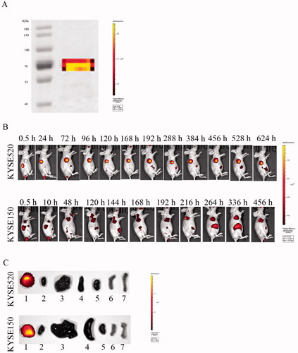 Figure 7. Fluorescence imaging of Dylight680-labeled Fv-LDP-D3 in KYSE520 and KYSE150 xenograft-bearing nude mice. (A) Electrophoresis of DyLight680-labeled Fv-LDP-D3. (B) In vivo fluorescence imaging of KYSE520 and KYSE150 xenograft athymic mouse models after injection of 20 mg/kg Fv-LDP-D3 via the tail vein. (C) In vitro fluorescence images; 1–7 representing tumor, heart, liver, spleen, kidney, small intestine, and femur taken from the dissected xenograft-bearing mice, respectively.