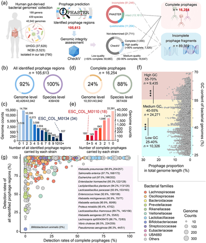 Figure 1. The overall landscape of human gut-derived bacterial prophages. (a) the brief pipeline of bioinformatics analysis in this study, including bacterial genomes’ collection, prophage prediction, genomic integrity assessment, and definition of related terms. (b) the detection rates of all identified prophage regions at the genome level and the species level. (c) the number of prophage regions carried by each strain. (d) the detection rates of complete prophages at the genome level and the species level. (e) the number of complete prophages carried by each strain. (f) the prophage gene contents of each strain. The bacterial genomes are divided into three groups based on their GC contents: the “low GC” group: bacterial genomes with GC content between 25–40%; the “Median GC” group: bacterial genomes with GC content between 40–55%; the “high GC” group: bacterial genomes with GC content between 55–70%. Significance tests were performed using the nonparametric Mann-Whitney U test, and the two-tailed p values were calculated. ***p < .001. (g) the detection rates of all prophage regions and complete prophages for each bacterial species. The size of the dot represents the number of genomes in the species and different colored dots represent different bacterial families. The specific data for each bacterial species is listed in Supplementary Table S4.