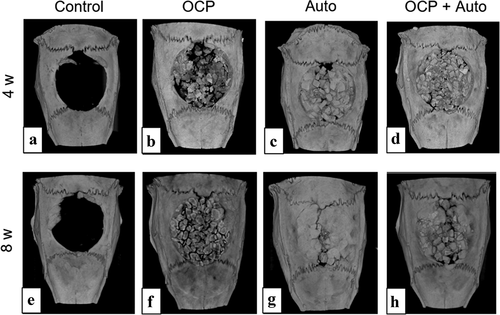 Figure 2. Micro-CT images of rat calvarial bone defects without treatment (a, e) and with implantation of OCP (b, f), autogenous bone (c, g), and mixture of OCP and autogenous bone (d, h) at 4 weeks (a–d) and 8 weeks (e–h)