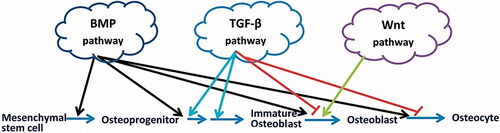 Figure 11. Schematic image of signalling pathways that regulates the key stages of bone differentiation. The BMP pathway plays a role in all stages of MSCs differentiation into osteocytes. TGF-β plays an inductive role in the proliferation of osteoprogenitors and their early differentiation into immature osteoblasts; however, it has also an inhibitory role in the further differentiation of immature osteoblasts through inhibiting bone matrix mineralization. Wnt signalling pathway induces immature osteoblasts into mature osteoblasts.