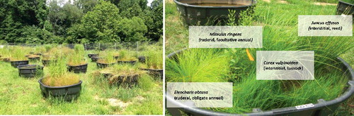 Figure 1. Wetland mesocosms for the study containing four wetland species native to and commonly planted in created/restored wetlands in Virginia.